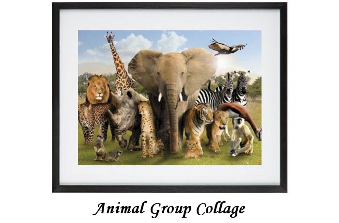Animal Group Collage